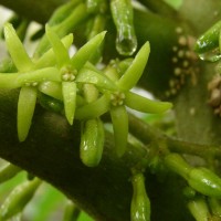 Cryptolepis buchananii R.Br. ex Roem. & Schult.